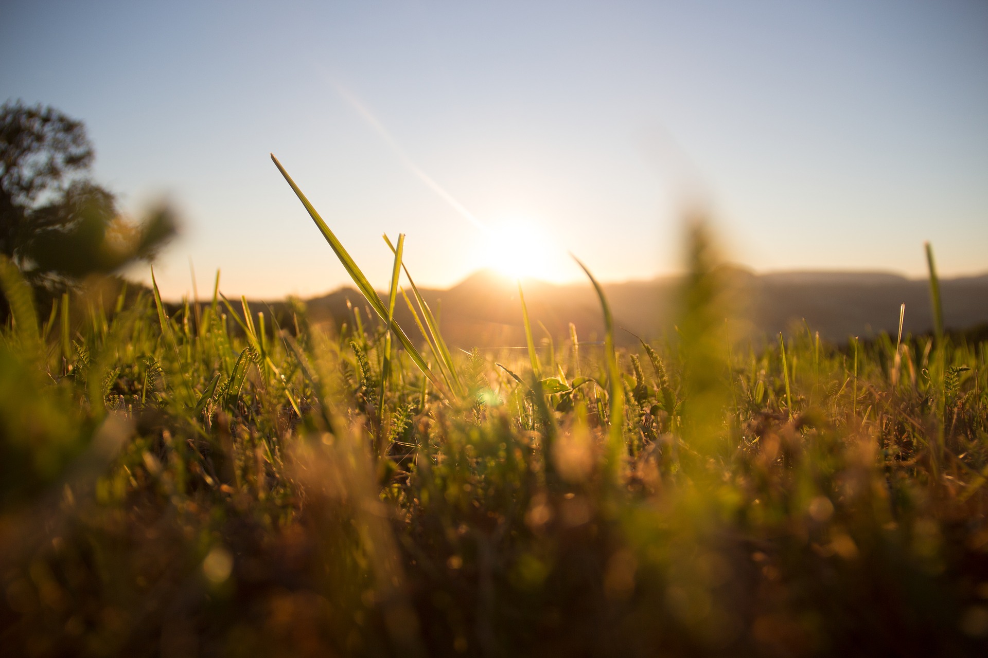 grass-1668423_1920[1]